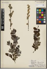 Foto von Salix aurita L.